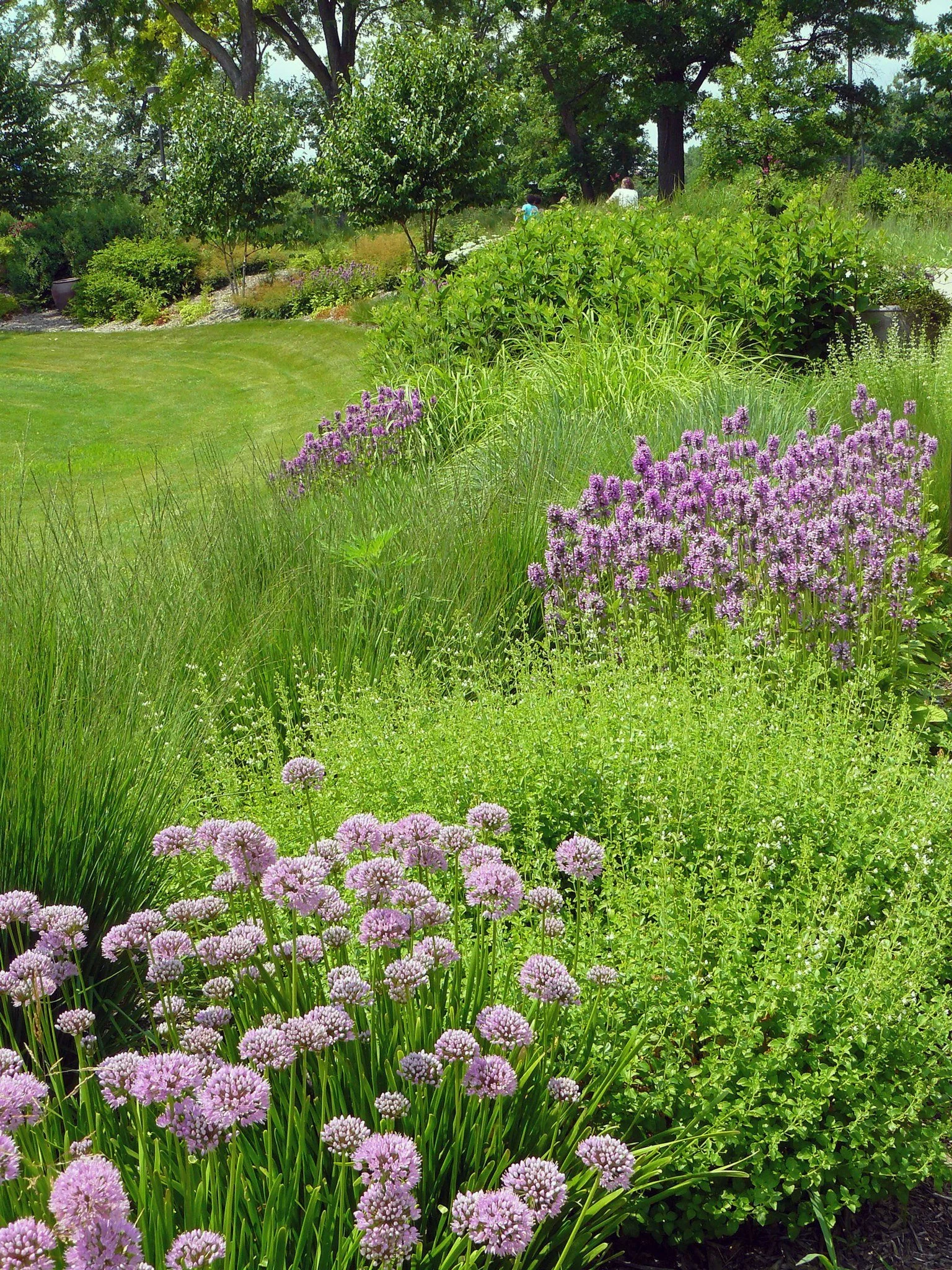 Allium — Anoka County Master Gardeners